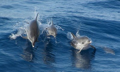 Дельфины помогают рыболовам